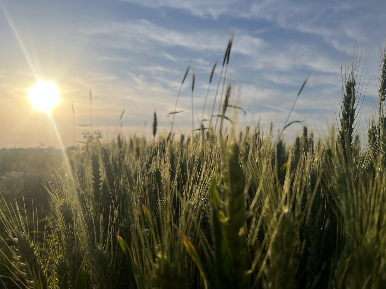 Green wheat heads glowing in warm sunlight beneath a blue, cloud-streaked sky.