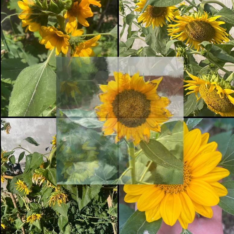 A collage of yellow sunflowers at different stages of blooming.