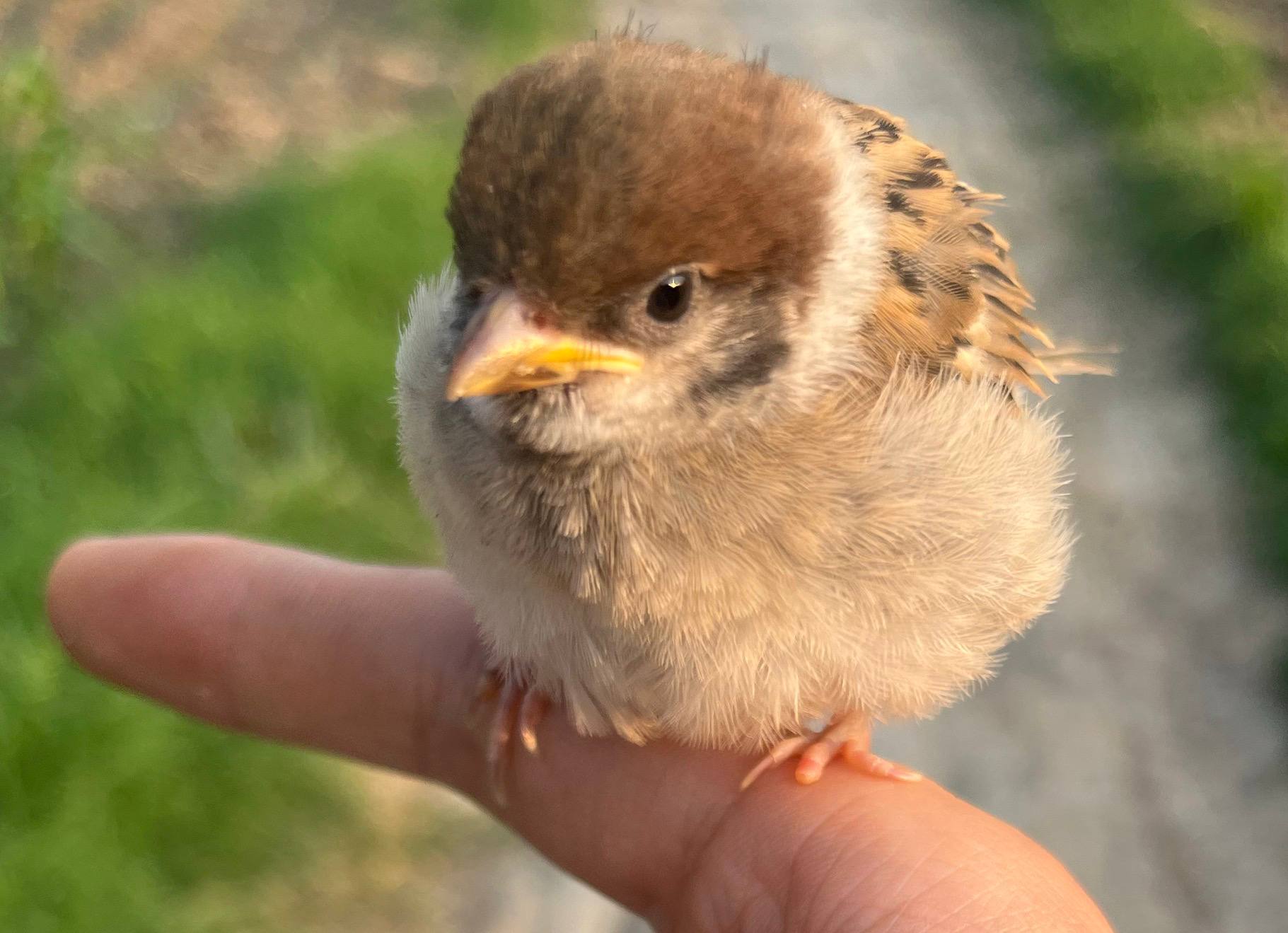 A young sparrow perched on a person's finger outdoors.