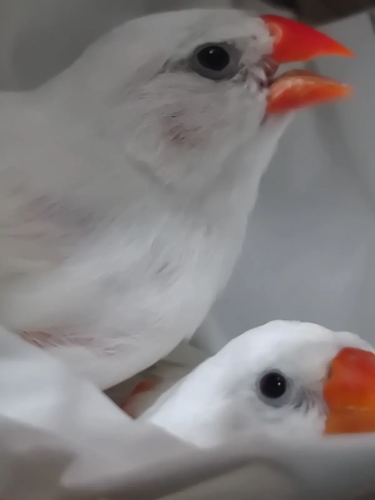 Two white birds with orange beaks resting close together.