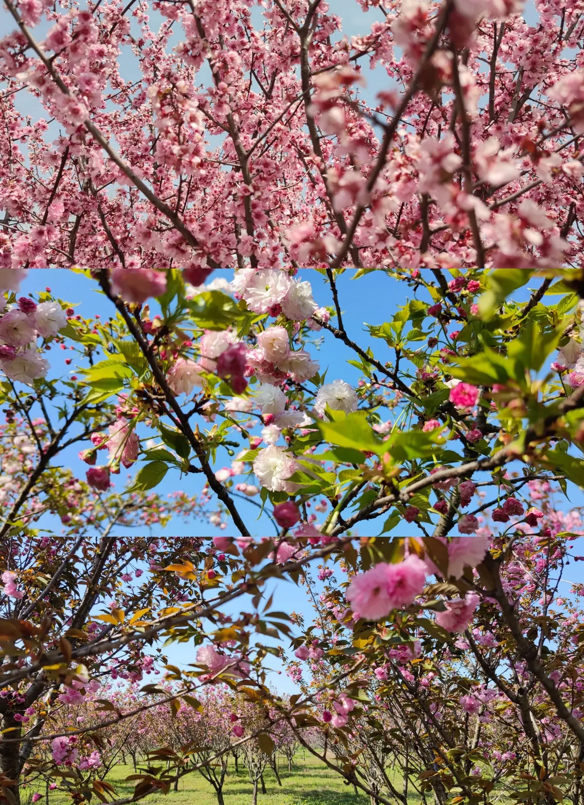 Pink blossoms on tree branches under a blue sky.