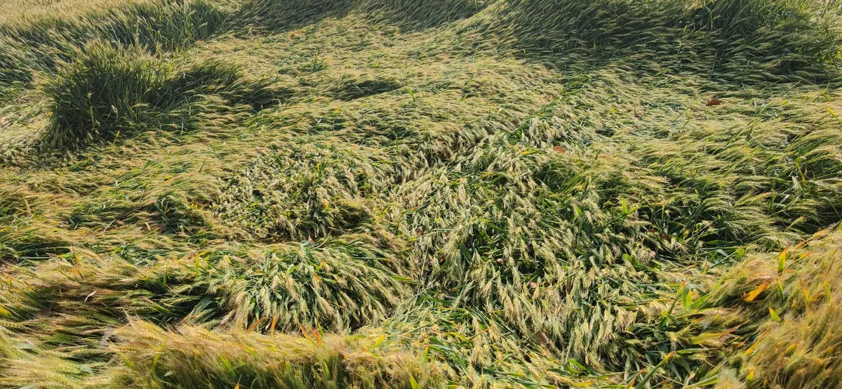 Sunlit grass and low plants growing outdoors.