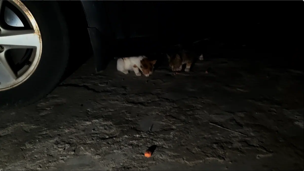 A cat hiding under a car at night.