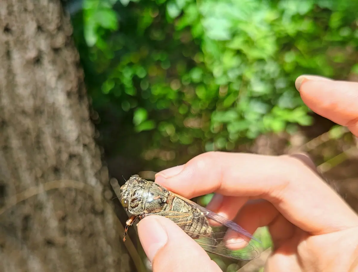A hand holding a cicada on the bark of a tree.